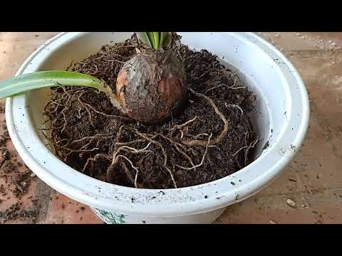 Video: Thay chậu cây Amaryllis: Tìm hiểu cách thức và thời điểm thay chậu cây an xoa