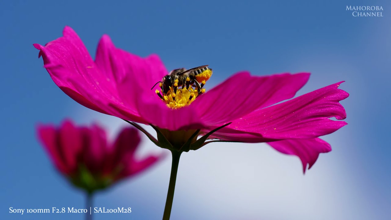 Sony 100mm F2.8 Macro ｜昆虫写真｜SAL100M28 - YouTube