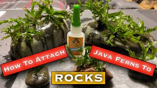 How to Attach Java Fern To Rocks! [The BEST Way!!!]