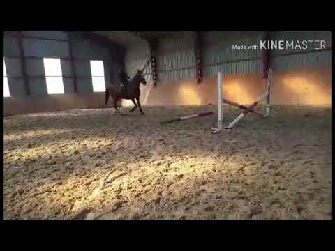 Both Petra és Rege ....az első ugrások!  20191006