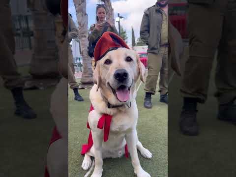 Meet the dogs of the IDF #israel