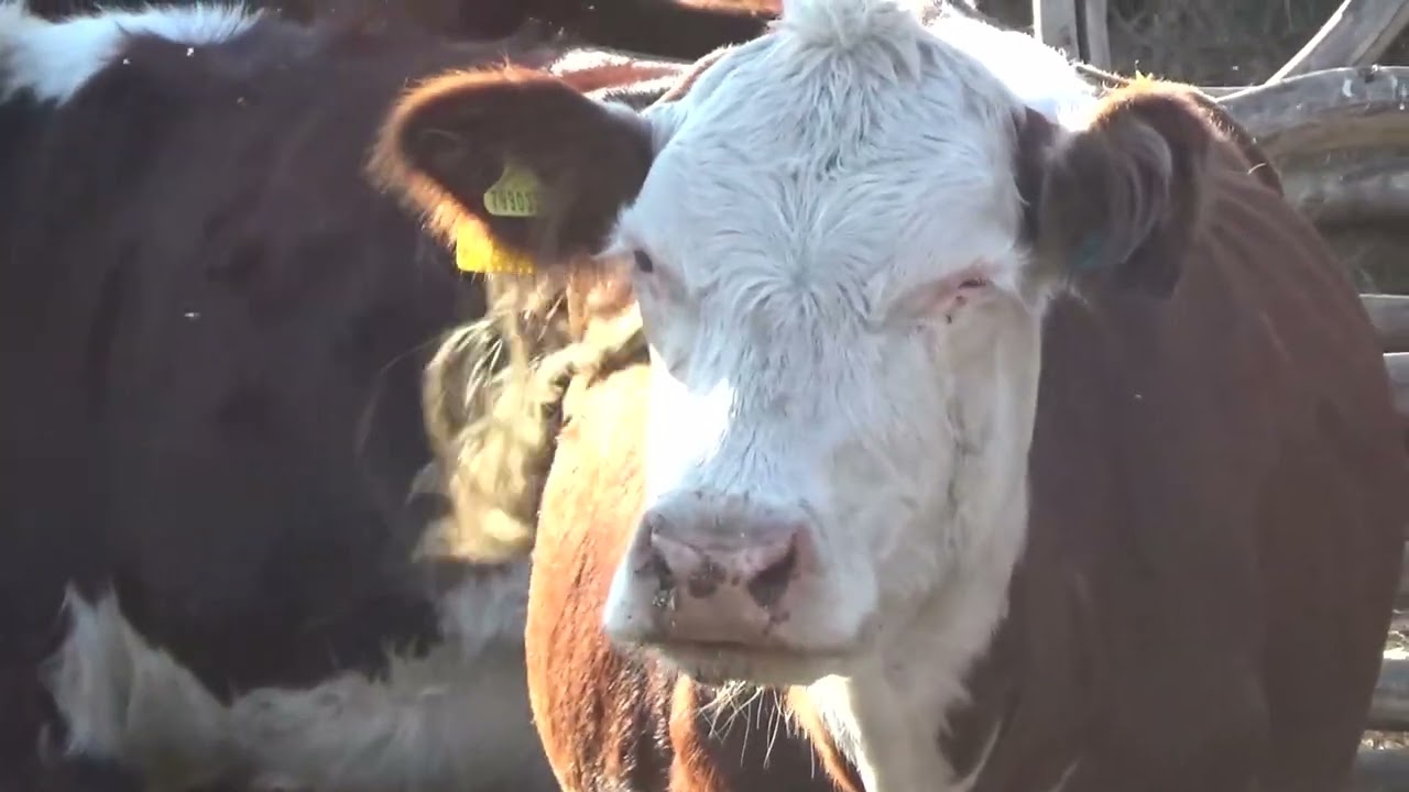 Бычок сменил пол! Бычки растут хорошо, вес моего Т-40. - YouTube