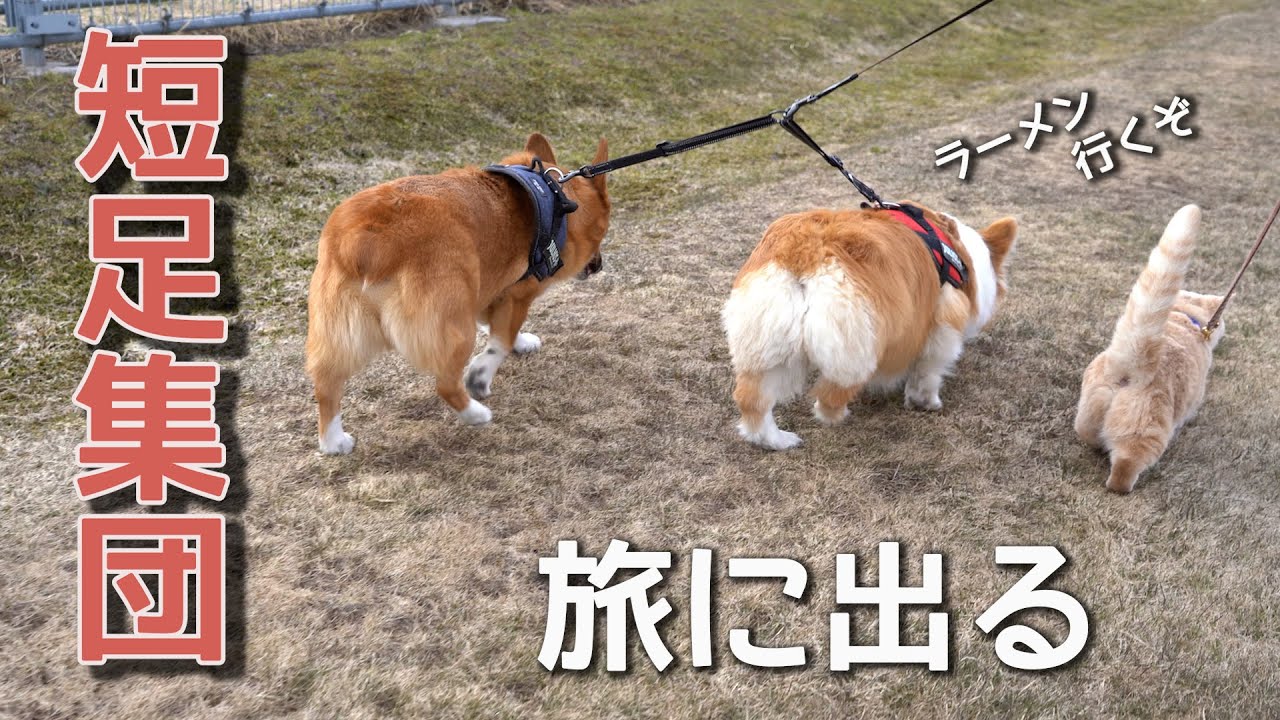旅に出る 短足集団 コーギー マンチカン Youtube