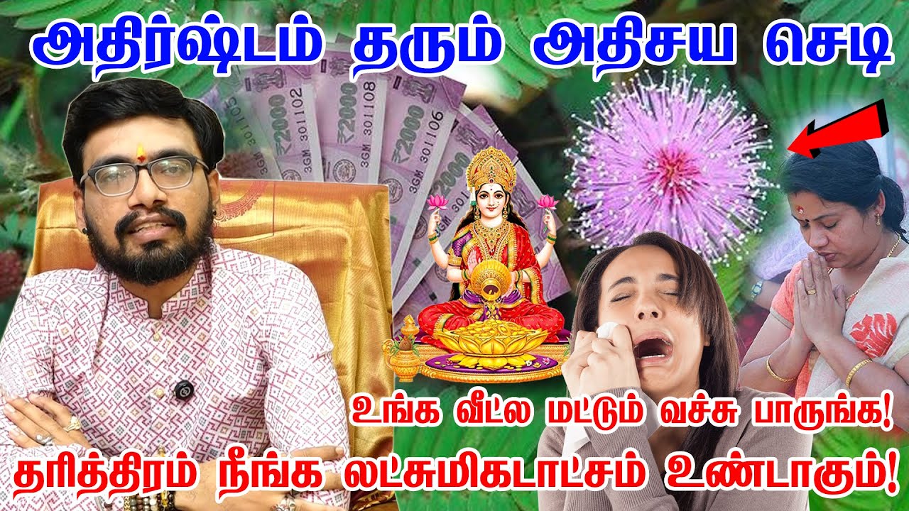 பணத்தை ஈர்க்கும் அதிர்ஷ்ட செடிகள் வீட்டில் இருந்தால் பணம் மலைபோல் குவியும் lucky plants SRISHTI OLI