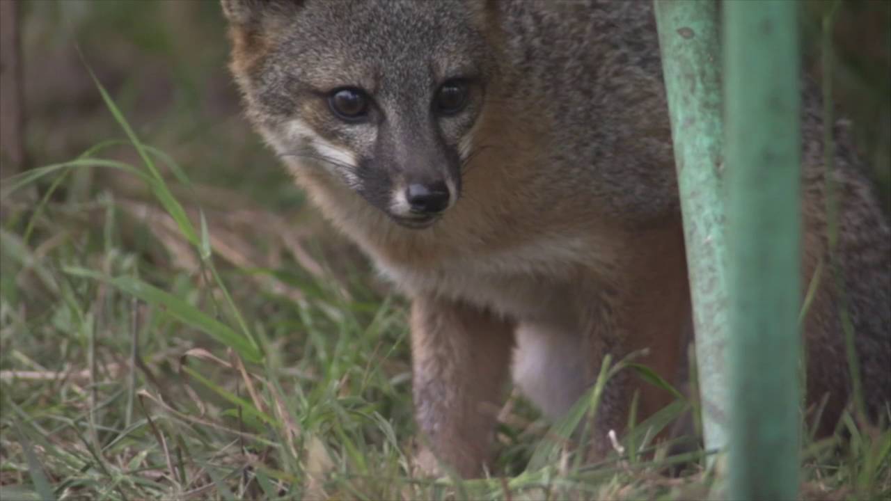 Channel Island Fox delisted from List of Endangered and Threatened Wildlife