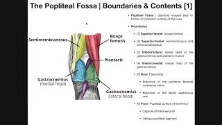 The Popliteal Fossa EXPLAINED | Boundaries & Contents