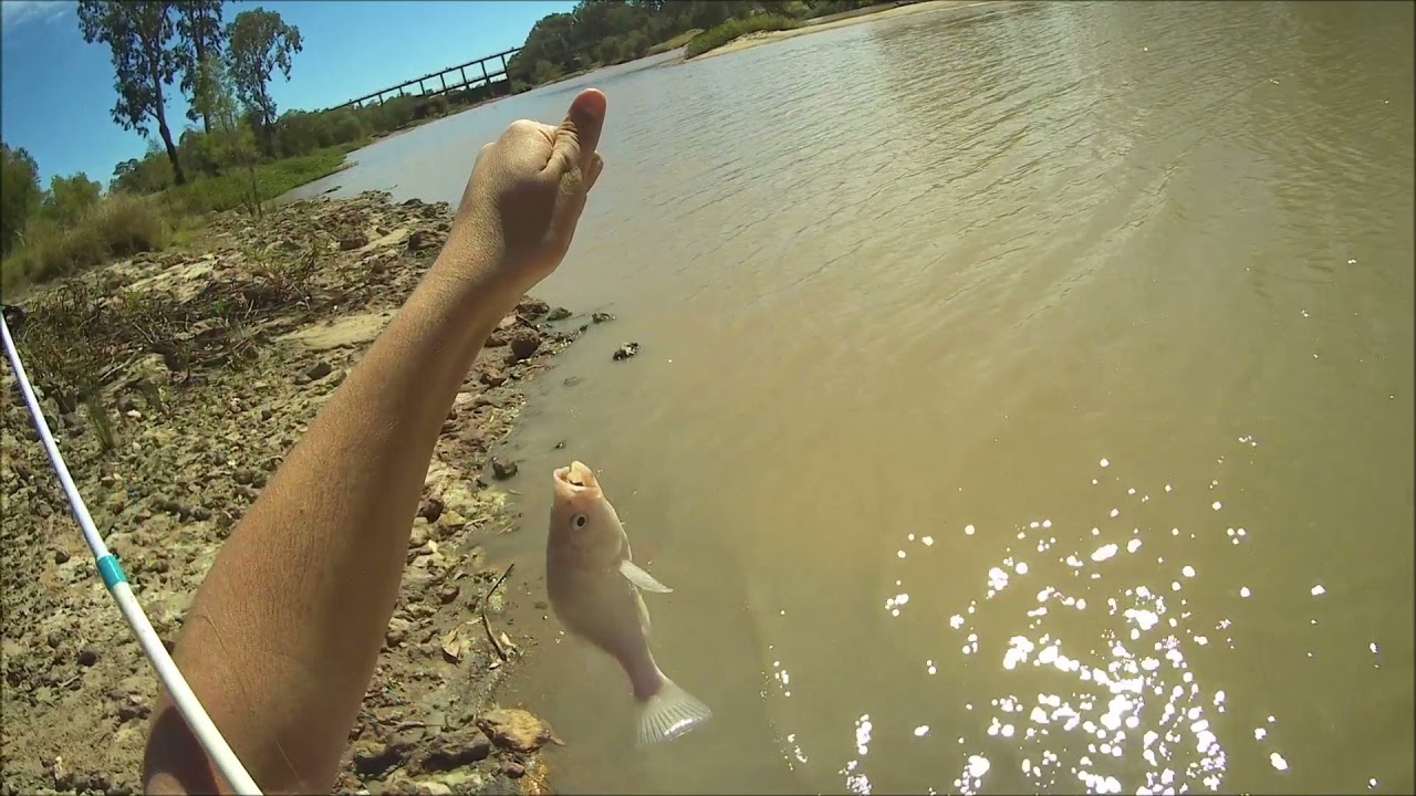 Carp and Yellowbelly Fishing at St YouTube