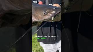 Fly Fishing for Big Catfish! #flyfishing  #bassfishing #catfishing