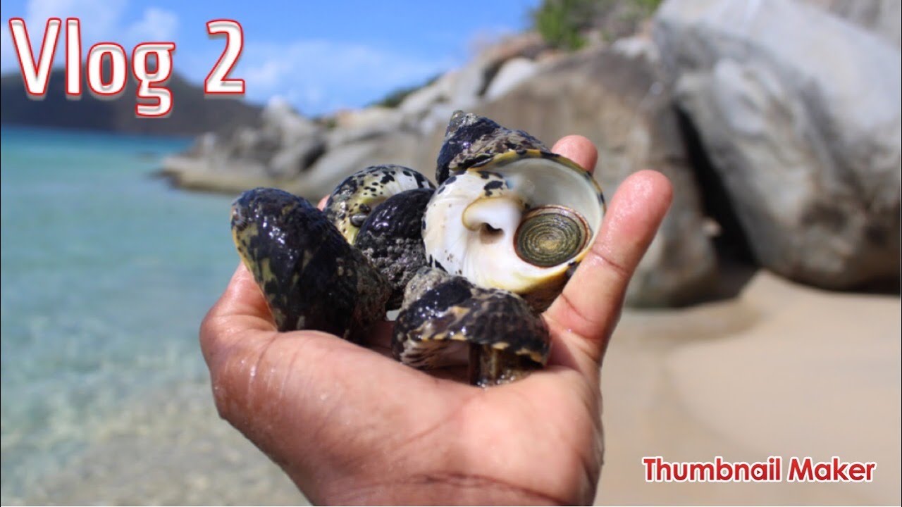 BEACH ADVENTURE SEA SNAIL CATCH & COOK YouTube