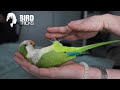 Training a Quaker Parrot to Lie in Your Hand | Monk Parakeet Training