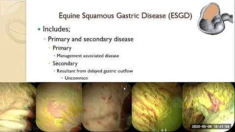What's New in EGUS? Webinar featuring A/Prof Dr Ben Sykes BSc BVMS MS MBA DipACVIM DipECEIM PhD.