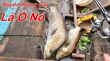 Câu Cá Chẽm | Đi Xuyên Rừng Gai Săn Chẽm Khủng  | Tập 15