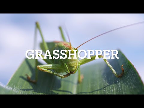 Grasshopper - jumping high and never behind