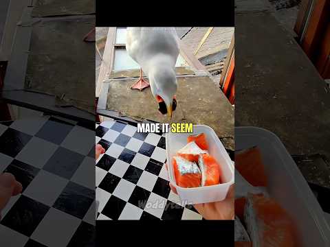 The Naughty Pigeon Wanted More 😂😅
