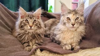 Naptime For Two Sweet Maine Coon Kittens!