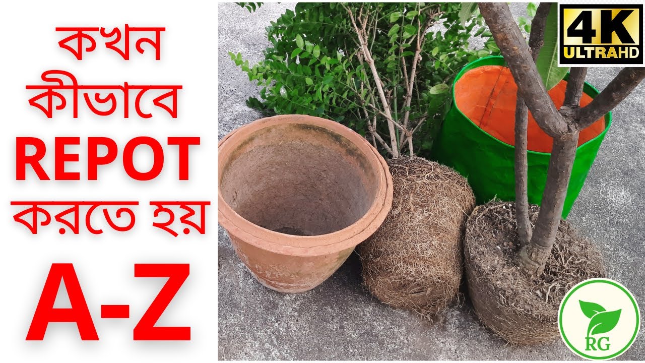 কখন কীভাবে রিপট করলে ফুল ফল হবে অনেক বেশি | Golden Rules of Repotting Plant | RAJ Gardens | 4K