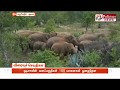 ஒடிசாவின் வனப்பகுதிகள் 100 யானைகள் நுழைந்தன
