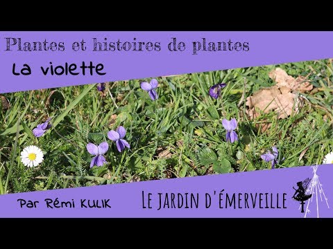 Vidéo: Qu'est-ce que le bois de violette ?