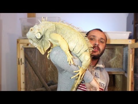 Video: Cum Să îmblânzești O Iguana