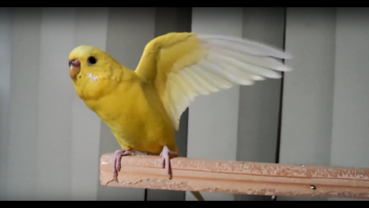 セキセイ インコ 羽 を 広げる