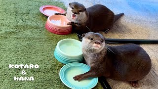 お皿が空になると切ない顔しておねだりしてくるカワウソ　Otters Demand Food for Their Empty Bowls