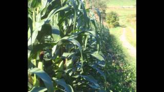 Silver Maple Farms Inc.