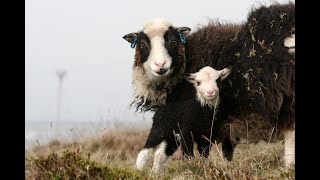 Woolly Beginnings! Shetland Wool Week 2021