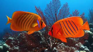 8 Hours of Deep Sea Wonders: 4K Underwater World for Better Sleep