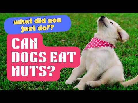 Are Nut Ok For Dogs