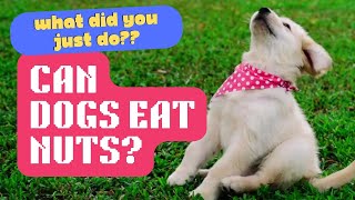 Can Dogs Eat Nuts? Can Dogs Eat Nuts Explained