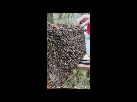 Hive inspections and splits, spring 2022 by