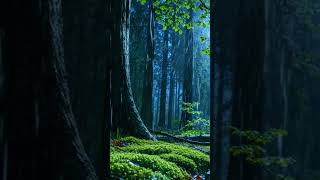 🌧️ Deep Sleep in the Rain Forest ASMR  #10hourrain #asmrcommunity #calming
