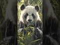 Panda 🐼 #panda #cute #animals #rain #cartoon #trending #shortfeed