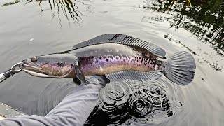 Surga Kepala Ular! Mancing di Jantung Kalimantan Part 1 - Mancing Toman di pedalaman Kalimantan