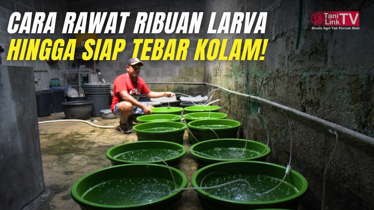 Budidaya Ikan Bawal Anti Gagal! Teknik Jitu Agar Telur Menetas Maksimal