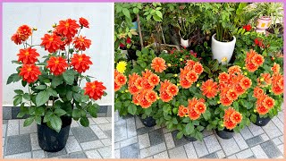 Simple ideas for your garden to become splendid and colorful that you should not ignore by Great Gardening 2,094 views 2 months ago 14 minutes, 4 seconds