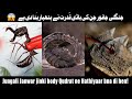 10 Janwar Jin Ki Body Hai Hathyar! 😱 | Deadly Creatures | #wildfacts #animals #nature