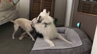 Dogs sneezing and Snorting while playing