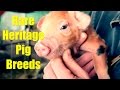 Rare Heritage Pig Breeds