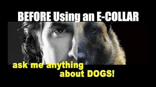 Collars for dogs that run away Clearance