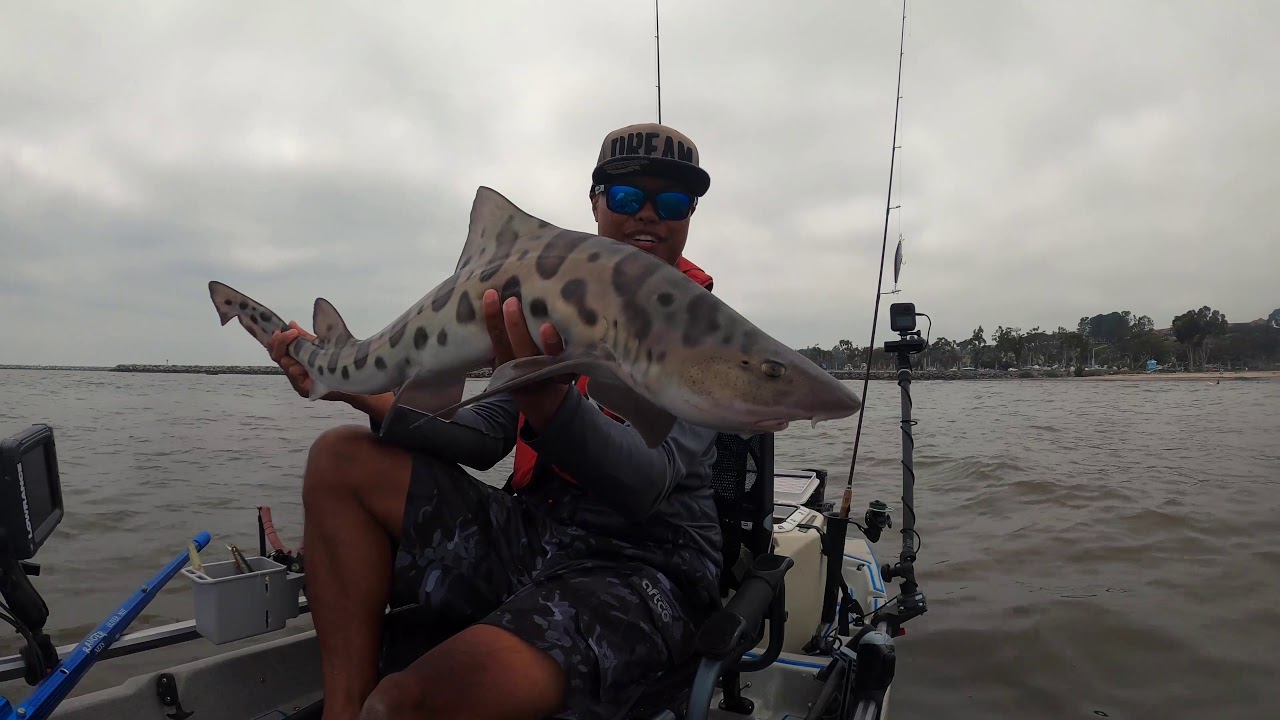 Southern California Inshore Kayak Fishing with LIVE Sardines YouTube