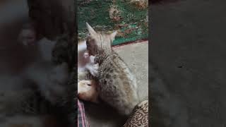Cat Kittens Funny Video