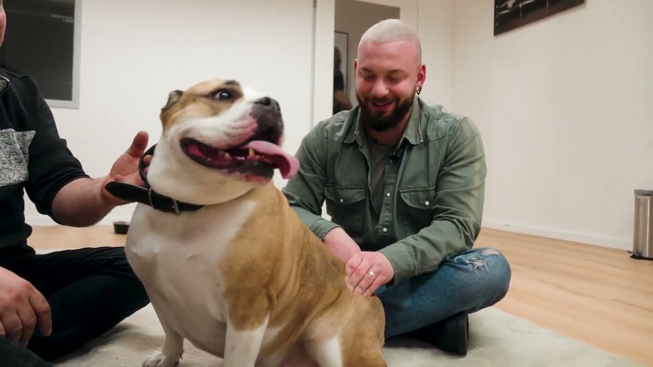 Old English Bulldog mit Übergewicht.. Dog Chiropractic