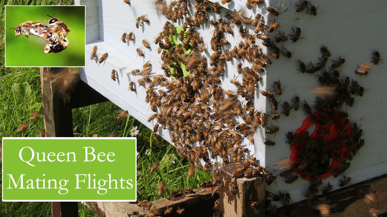 honey bee queen mating