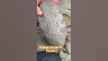 Ammonite Suture Patterns- Nature Has Stitched 🧵 It Back Together!🤔#shorts#fossils