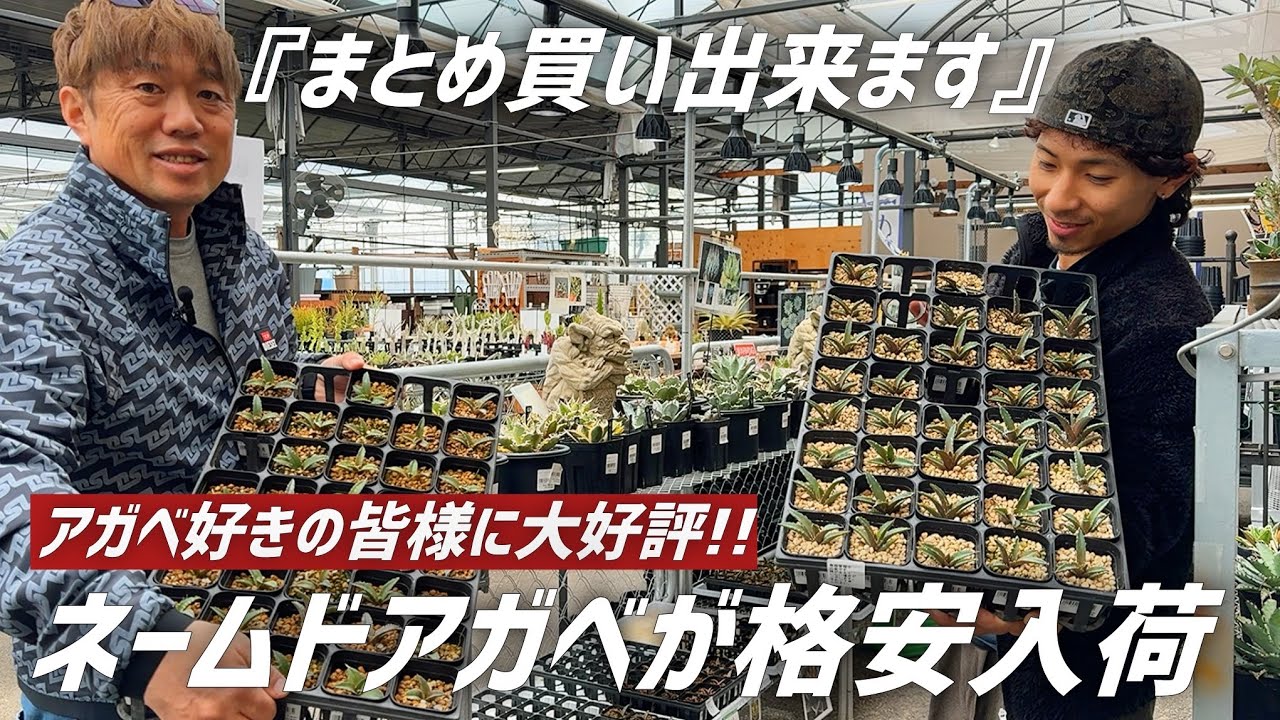 超品出】有名なnamedのアガベもなんと◯◯◯円で販売します!! - YouTube