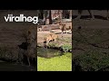 Lioness Saves Her Cub While Fending Off Belligerent Male || ViralHog