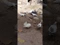 #pigeon #kabootar #kabutar #birds #pigeonlover #feed #video #youtubeshorts #viralvideoシ