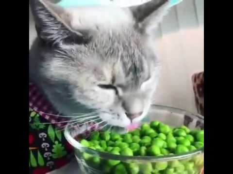 Feline Diet Kicks Off A Kitty Rebellion Lyrics