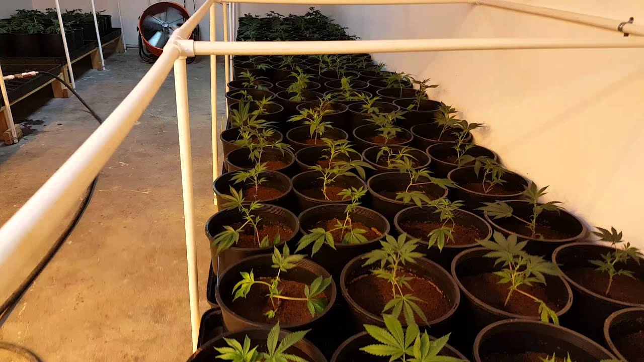 Calie's Cannabis, Getting high making a Video?